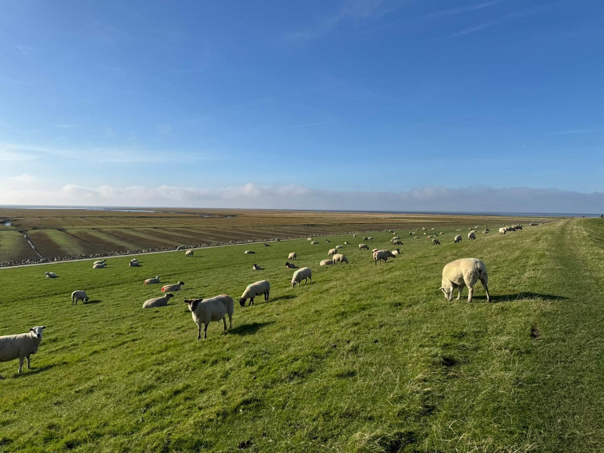 Nordseetraum - Wolke